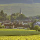 Vignoble de chablis