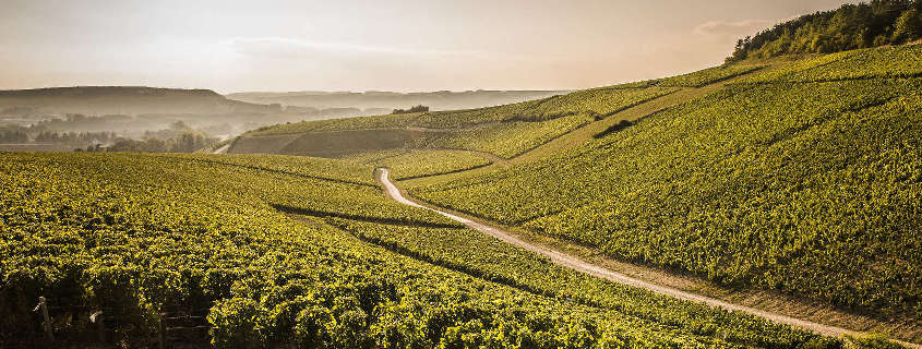 Vignoble chablisien