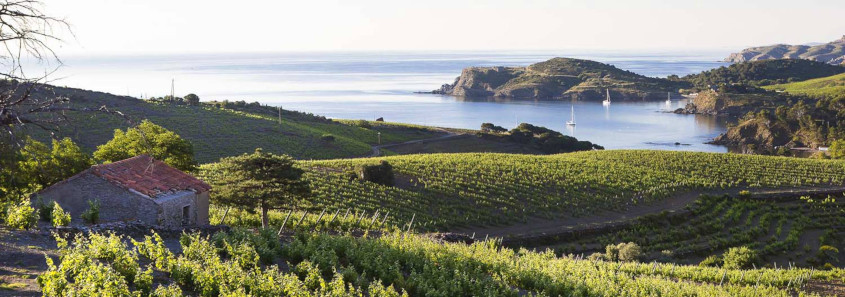 Les Clos de Paulilles, Port-Vendres Les Clos de Paulilles, Les Clos de Paulille collioure, Les Clos de Paulilles Port-Vendres, visite domaine colllioure, visite domaine Port-Vendres, dégustation vin Port-Vendres, dégustation vin collioure, visite domaine Port-Vendres, vignoble collioure