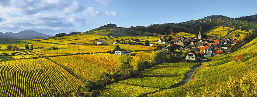 Route des Vins d'Alsace Route des Vins d'Alsace