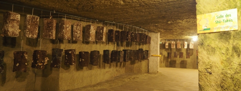 musee-du-champignon-saumur