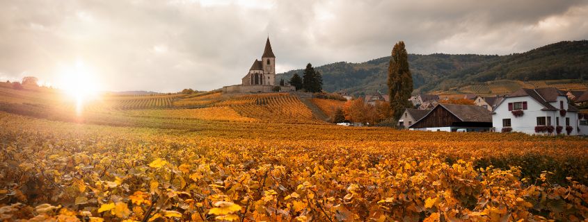 wine tour alsace from colmar