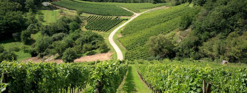 Wine tour from Strasbourg Wine tour from Strasbourg