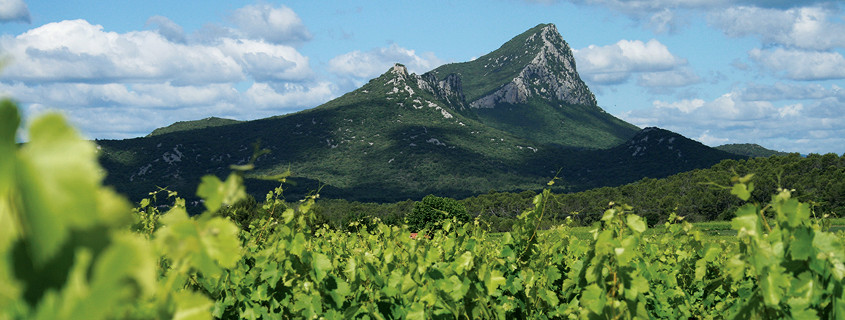 Pic Saint Loup