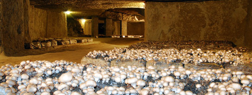 mushroom museum