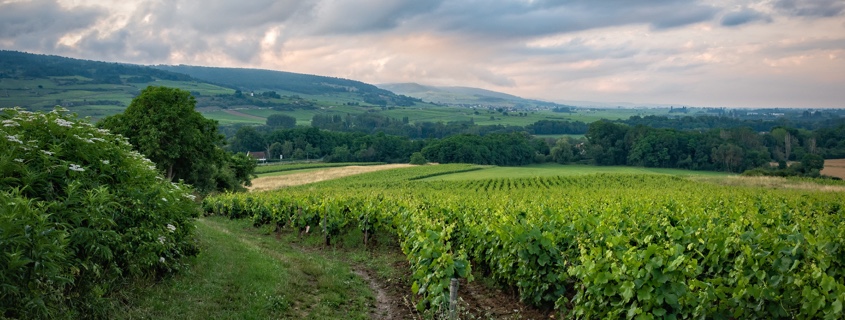 vignoble-bourgogne