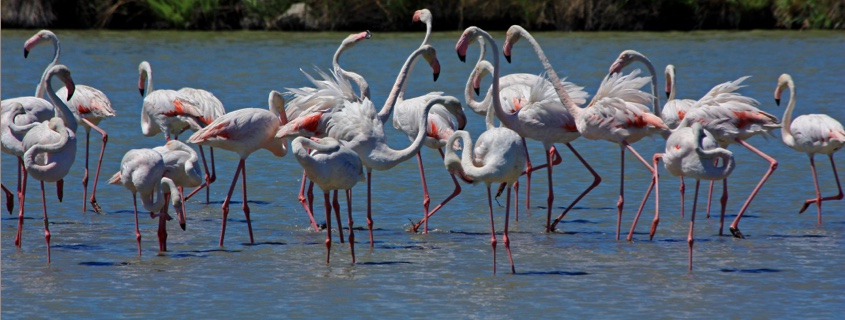 parc naturel arles