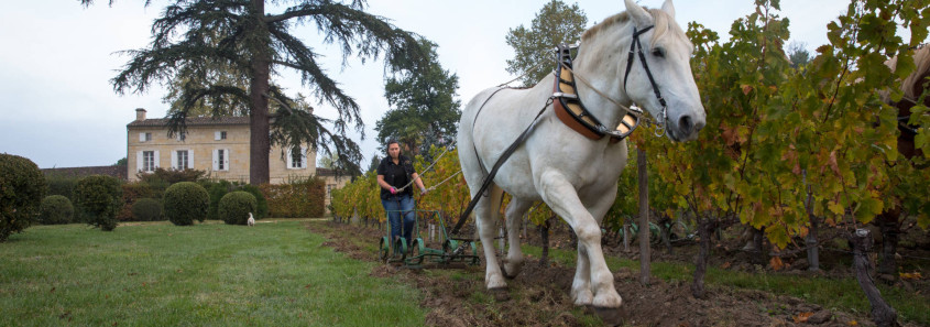 Château Jean Faure, Château Jean Faure Grand Cru Classé, Château Jean Faure Saint-Émilion, Grand cru classé st emilion, visite domaine st emilion, domaine biodynamie st emilion, château biodynamie st emilion, grand cru classé biodynamie st emilion, 20 ans juridiction st emilion