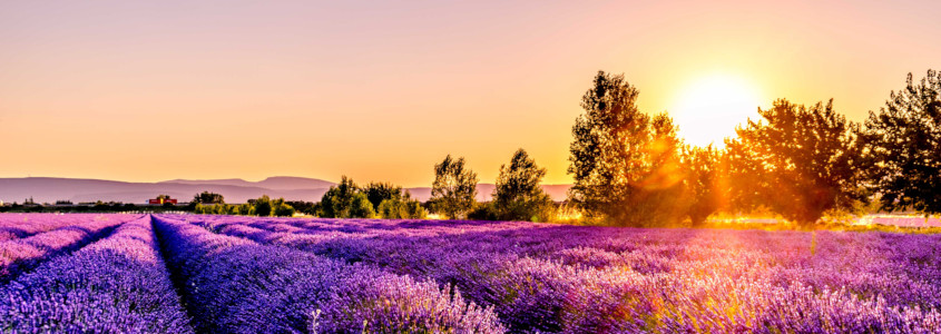 Provence, provence vin, provence domaines
