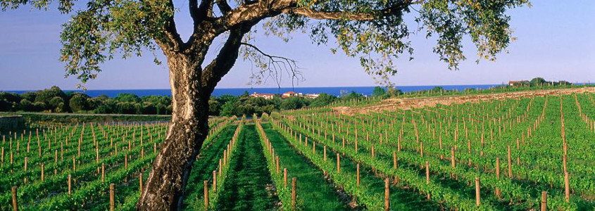 Terroir du Languedoc Roussillon