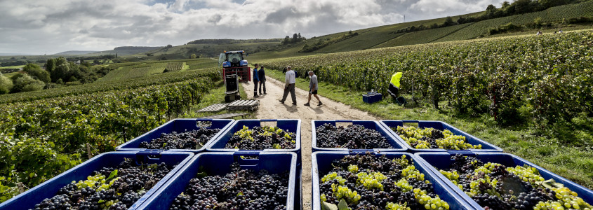 Terroir Champenois