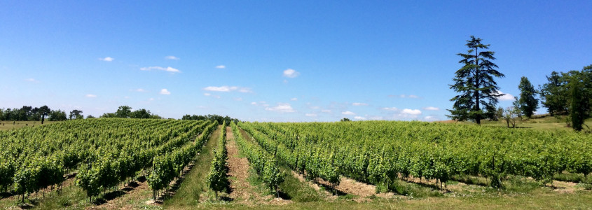 Terroir Sud Ouest