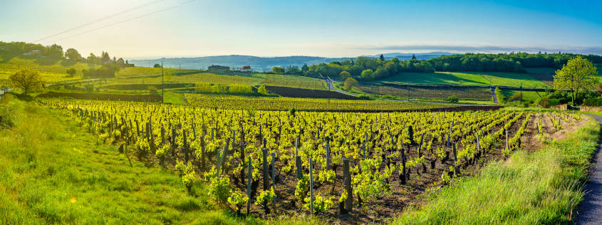 vigne, beaujolais, vignoble, vin, vert