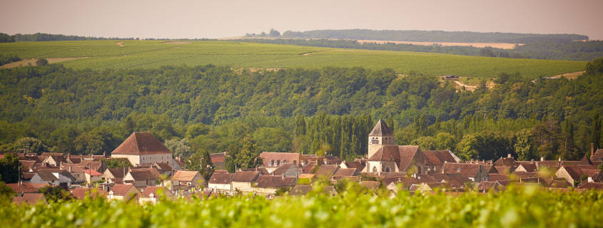 chablis-commune la commune de chablis, chablis, vigne
