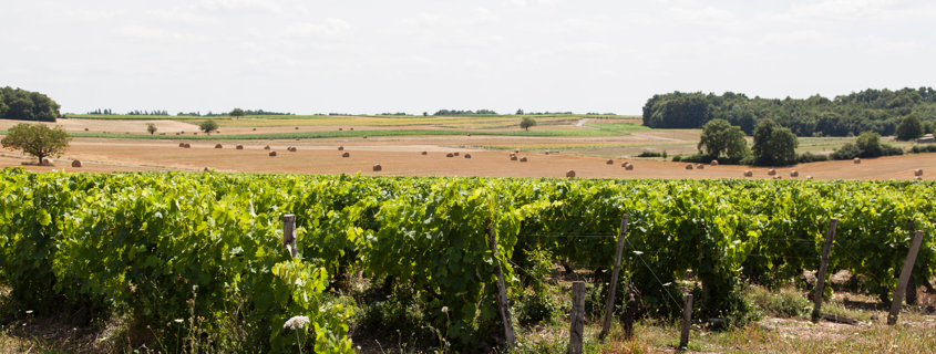 Vignoble Poitou-Charentes