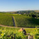 vignoble chablis
