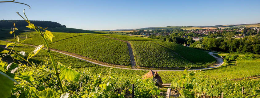 visiter-chablis-vignoble visiter chablis, vigne, vignoble
