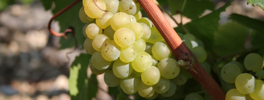 Cépage du vignoble de Chablis