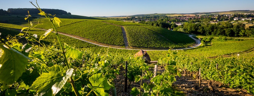 terroir du vignoble de Chablis