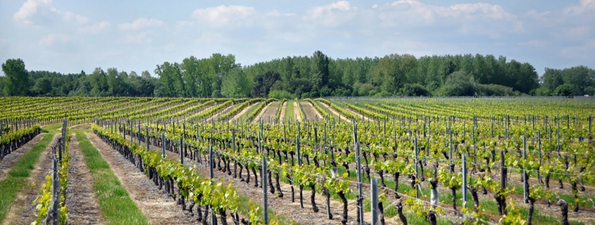 Terroir Rive Droite