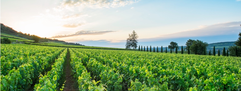 Vignoble Cote de Beaune Bourgogne