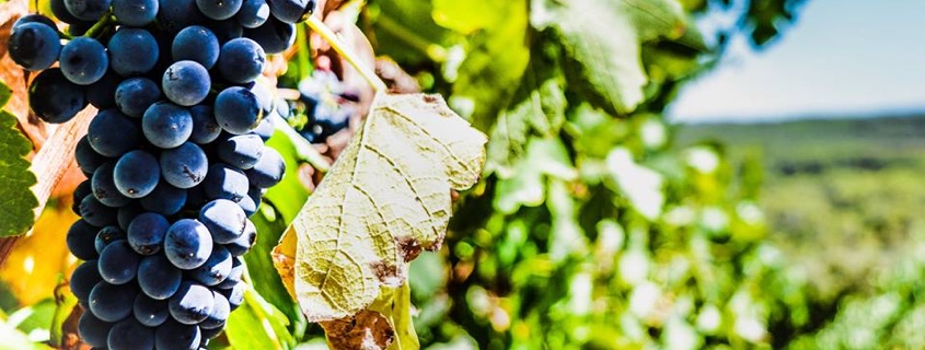 Cépage et raisin du Roussillon
