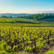 photo-beaujolais