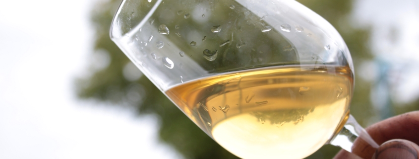verre de vin blanc de l'aoc muscadet, vignoble du pays nantais, vallée de la loire