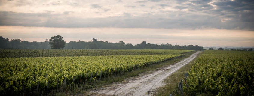 AOC Haut Medoc