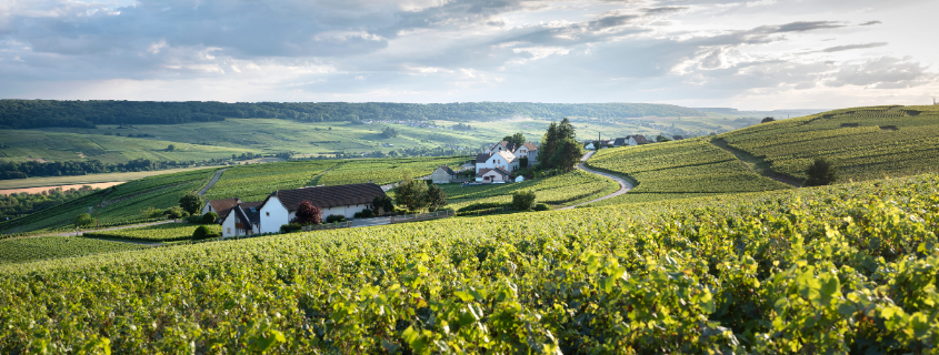 Vignoble en Champagne