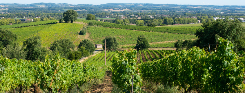 Vignoble de Gaillac