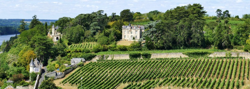 Vignoble Loire
