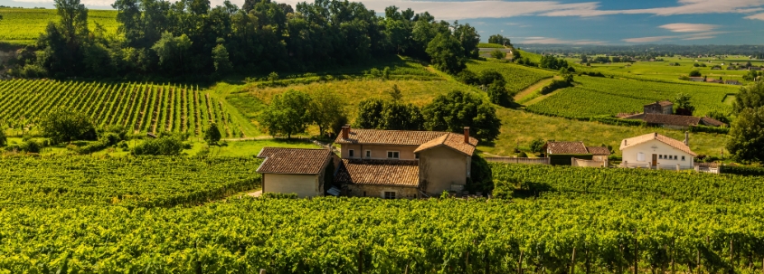 vignoble en bourgogne